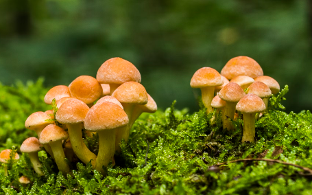 자연산 송이 버섯