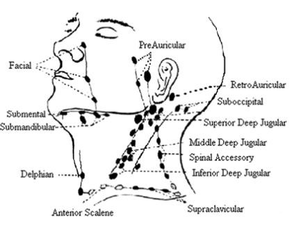 임파선 원인 증상 치료하기 면역력 기르기 알아봐요