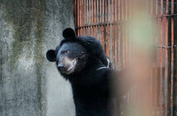 기존 법 제도는 왜 곰을 제대로 보호하지 못했는가