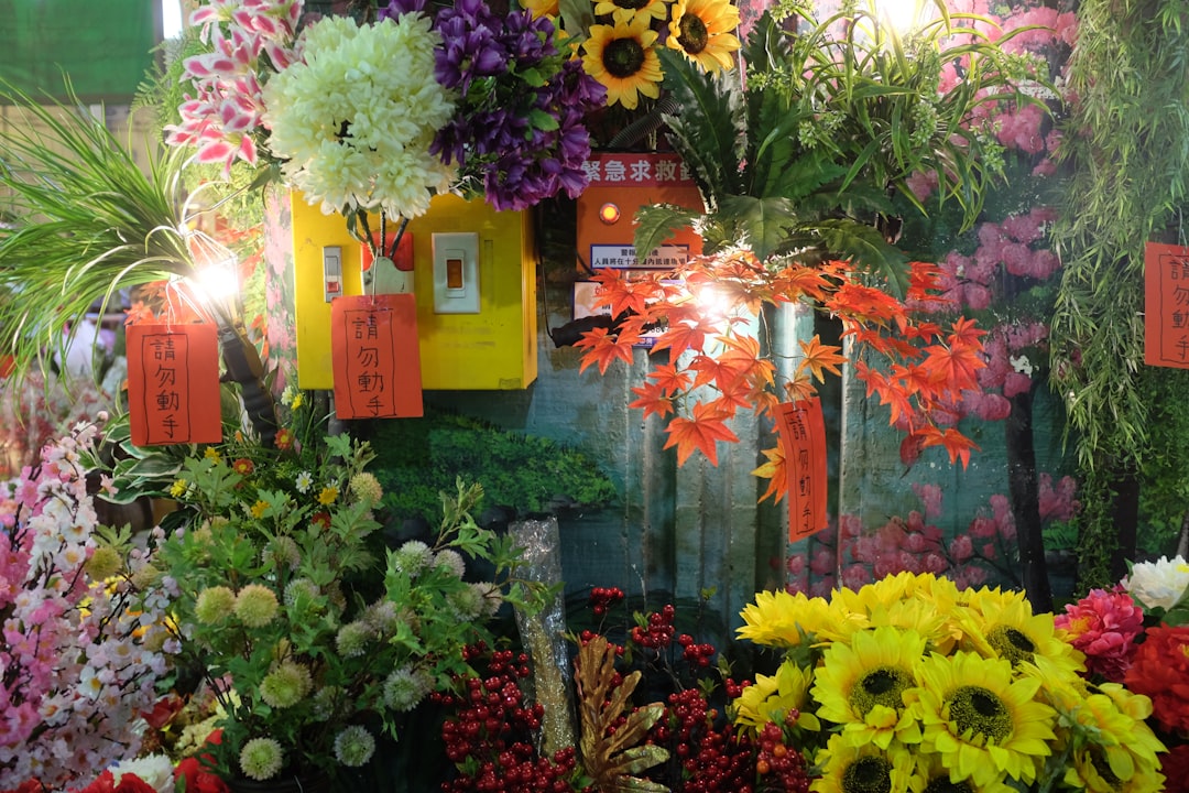 Jeju Canola Flower Festival