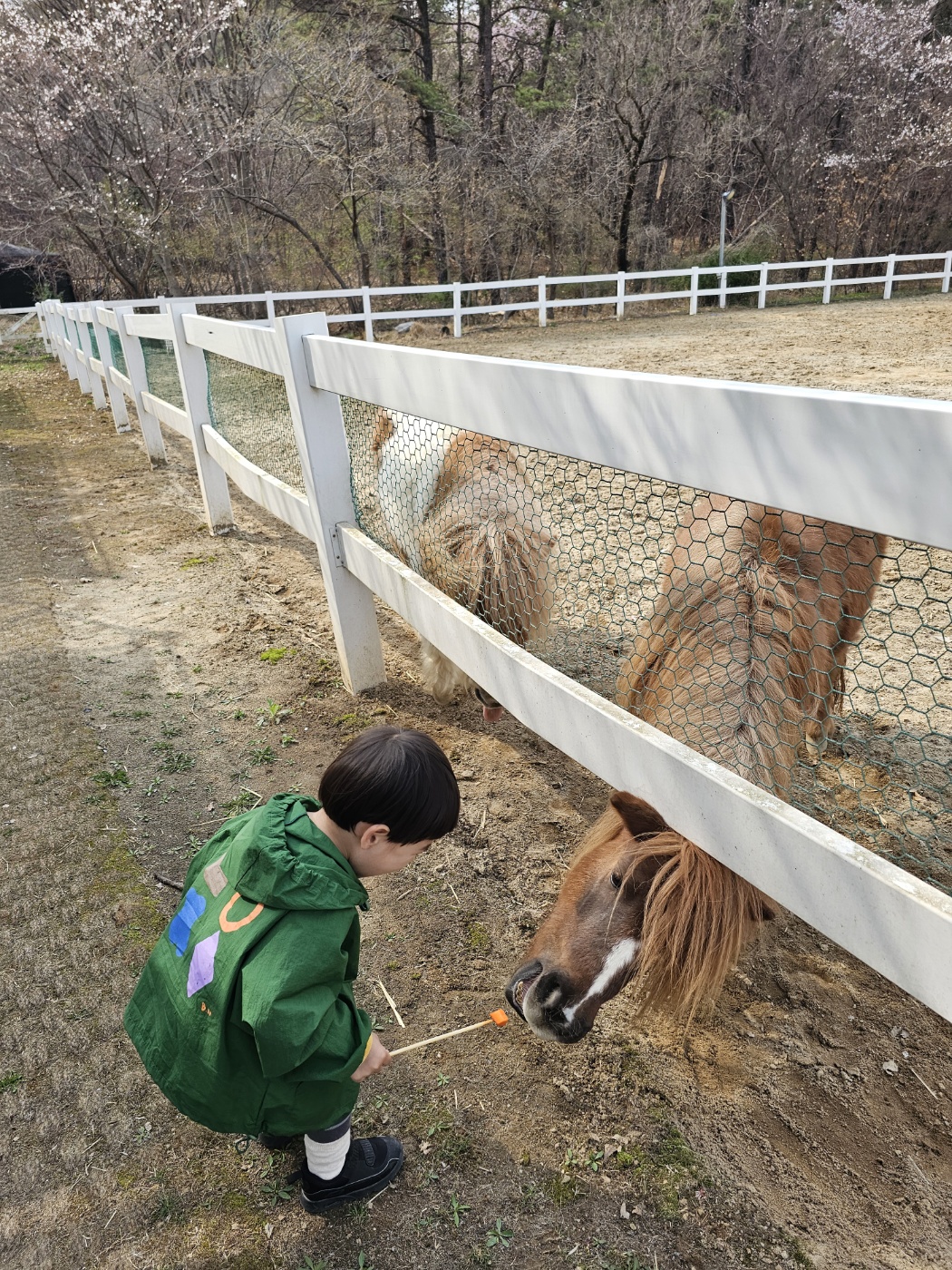 ※ 조랑말&amp;#44; 혹은 망아지