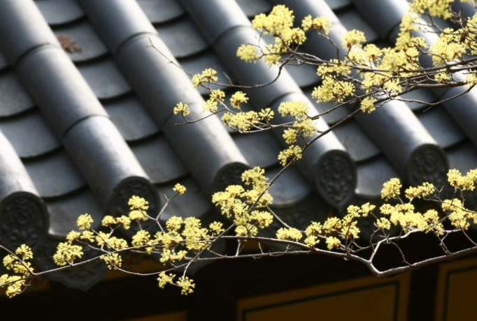 구례산수유꽃축제