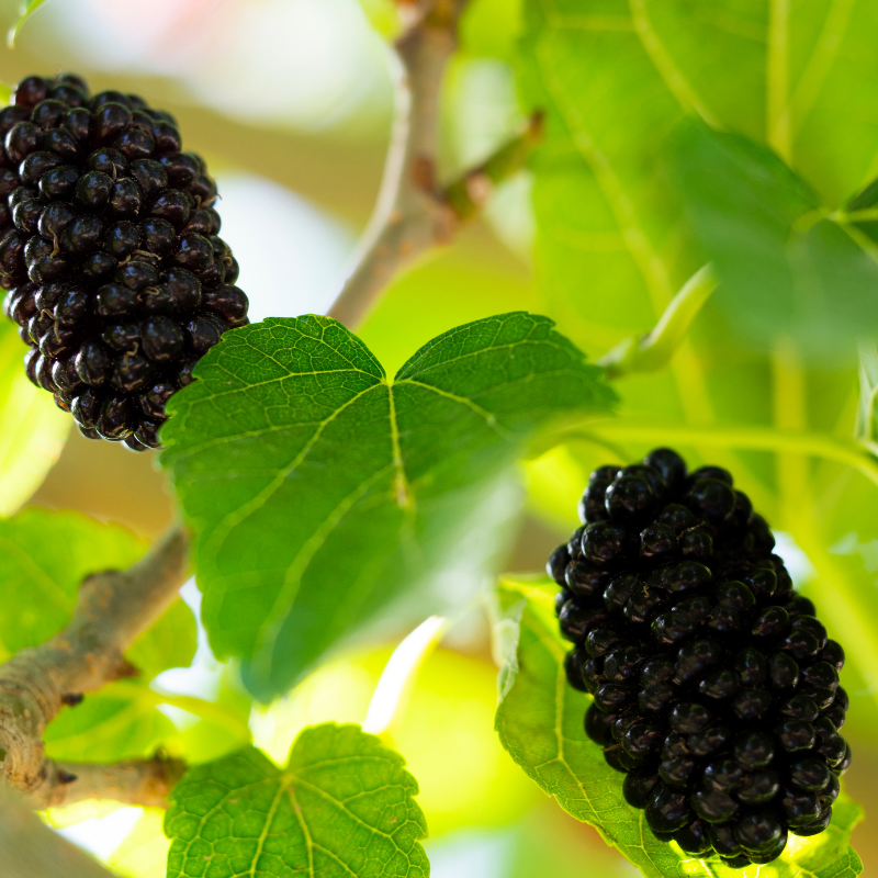 오디 효능 부작용