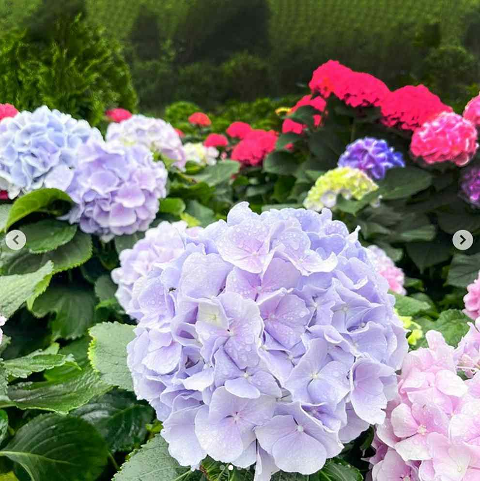 강진 수국축제