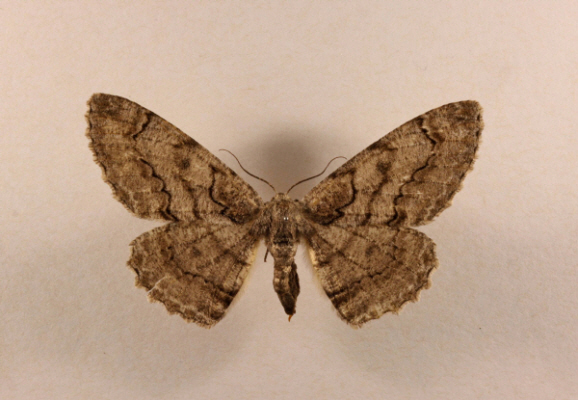 노박덩굴집나방