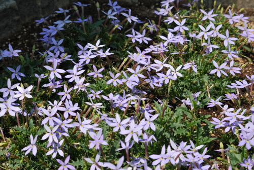 충북 옥천 천상의정원 수생식물학습원, 예약 필수 힐링 민간정원 총정리!
