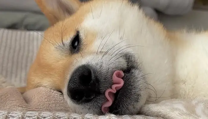 잠을 못 자면 개도 피곤합니다.