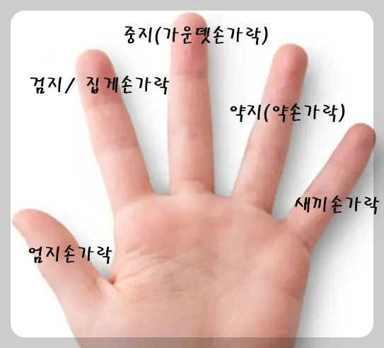 손가락 명칭