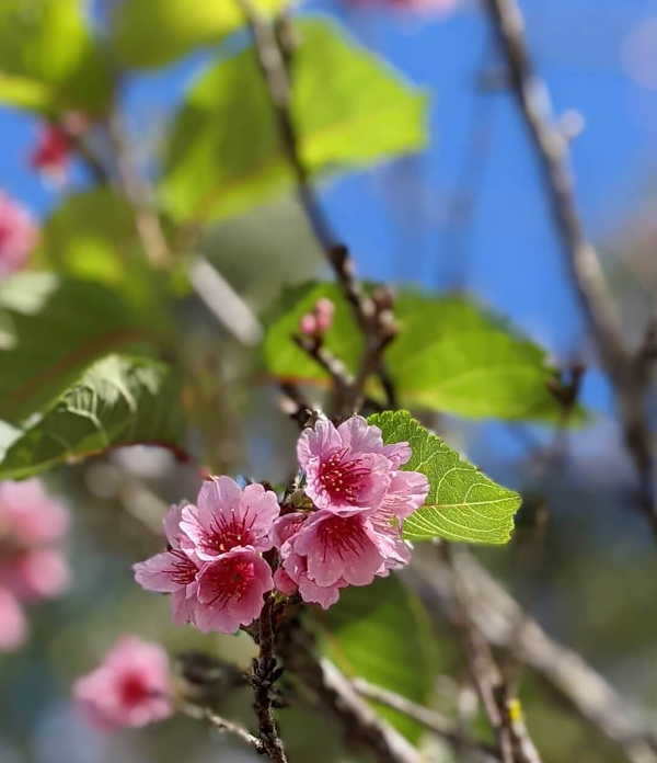쿨라-보타니컬-가든-벚꽃-사진