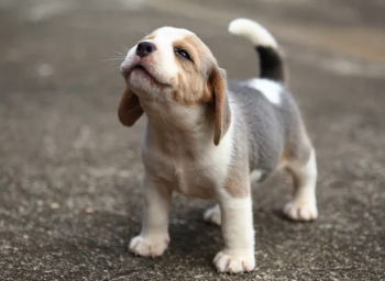 강아지/출처:어도비스톡