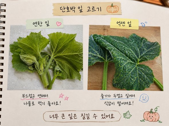 호박잎 찌는법