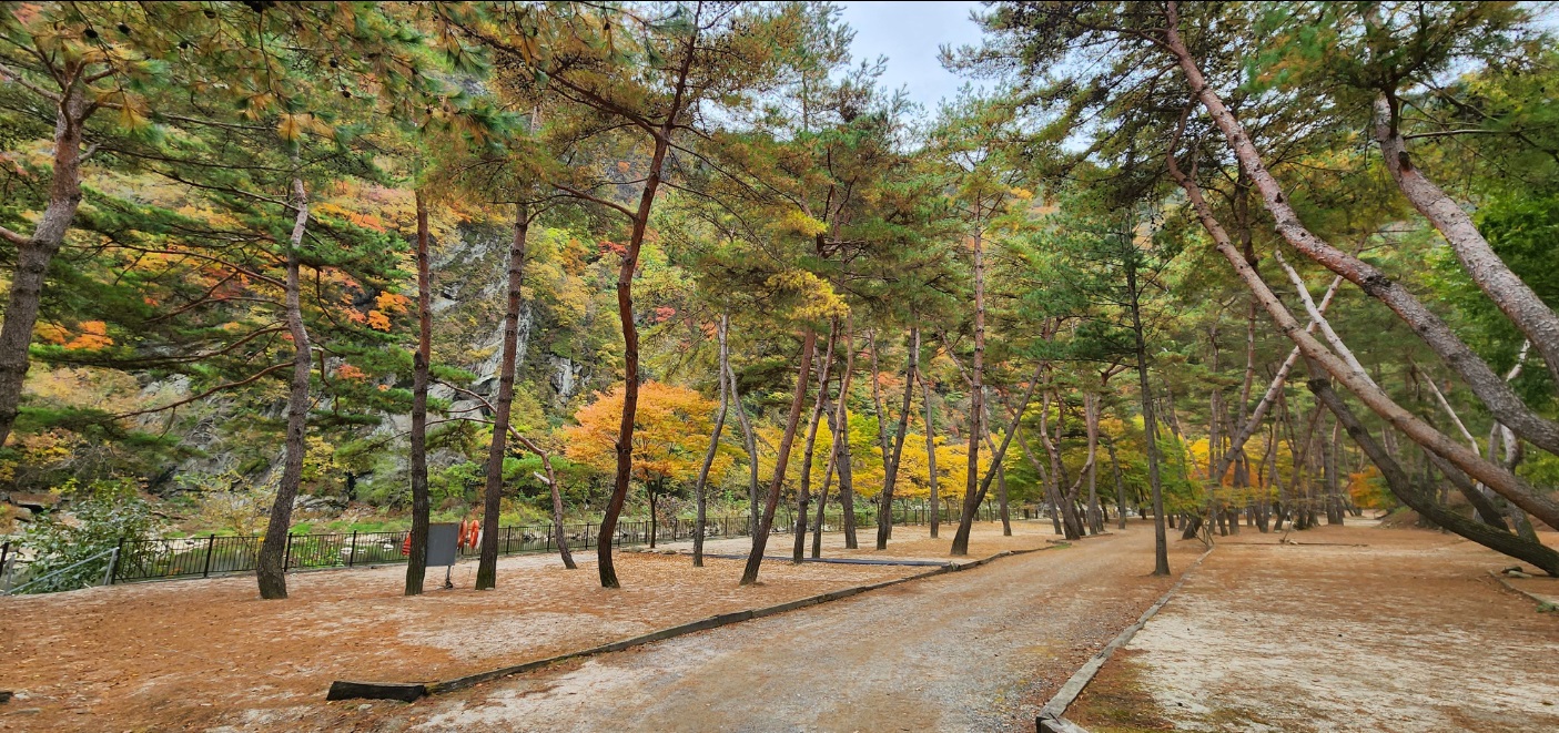 영월군 리버힐즈 캠핑장 얘약 바로가기