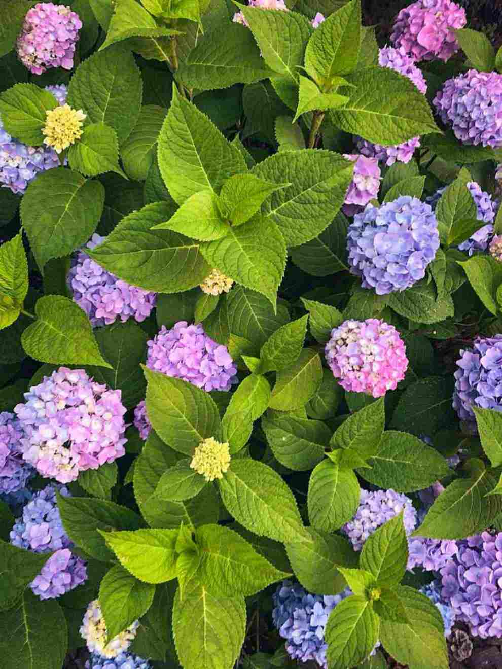 남부면 수국축제