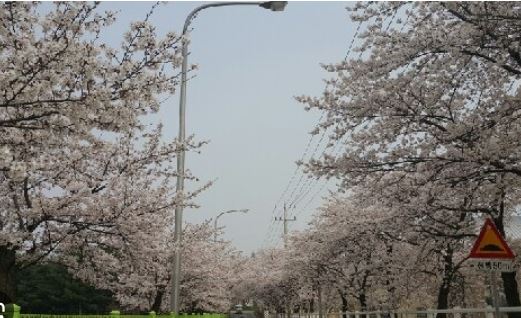 안성 벚꽃