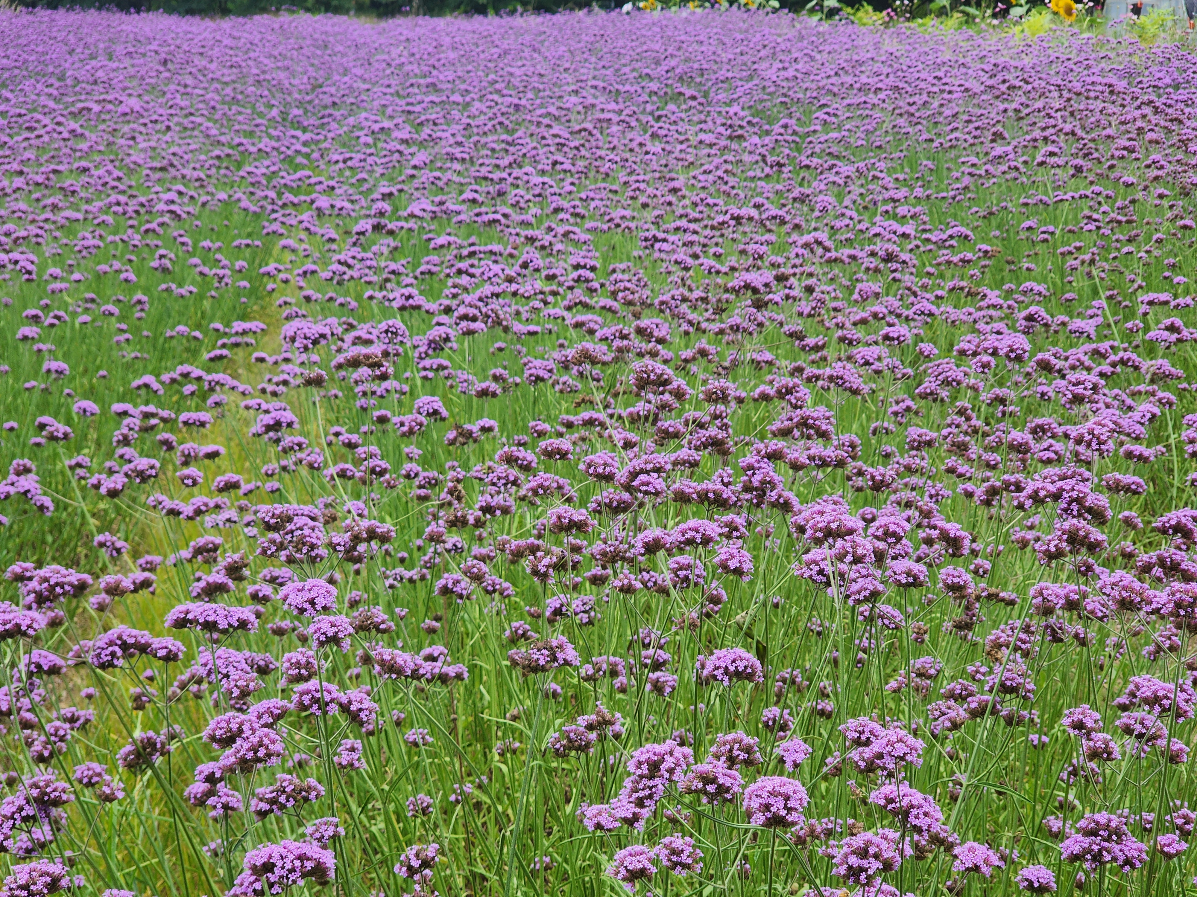 청라 연희공원 버베나 버들마편초