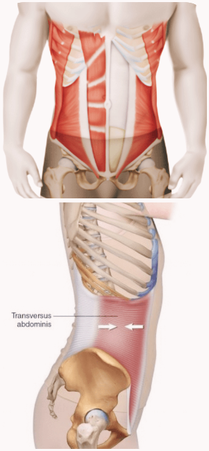 우리몸의_겉근육과_속근육