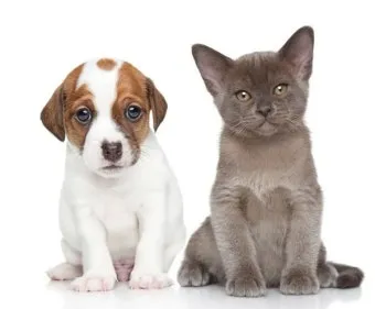 개 고양이 트라조돈 약물 사용 가이드와 주의사항 정리_20