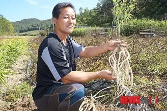 도라지 재배 종자 처리 배수 관리 굵게 키우기_29