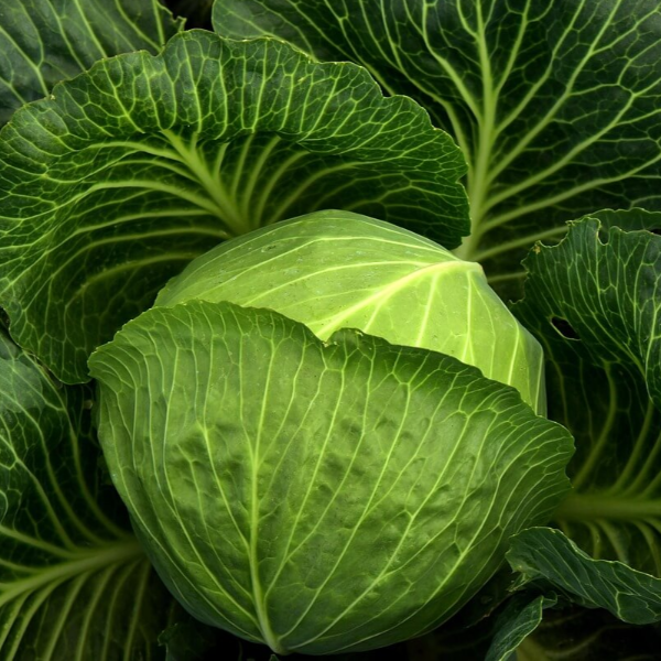 비타민c 효능 사진 10