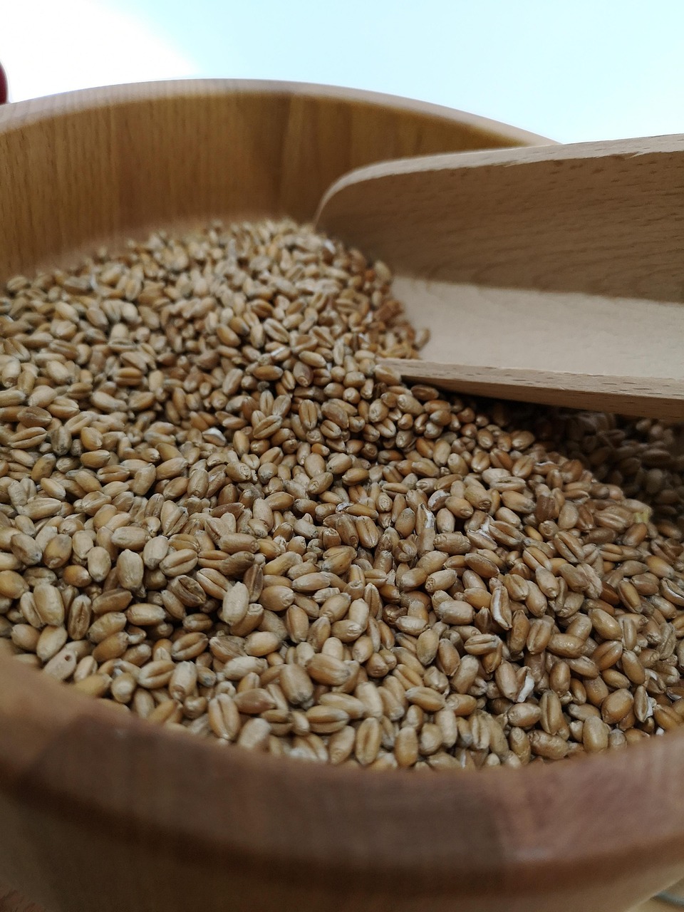 제과제빵 재료학 - 밀가루(3) 밀가루의 성분 구성과 젖은 글루텐