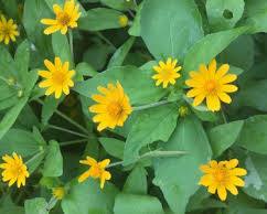 멜람포디움 이미지 사진