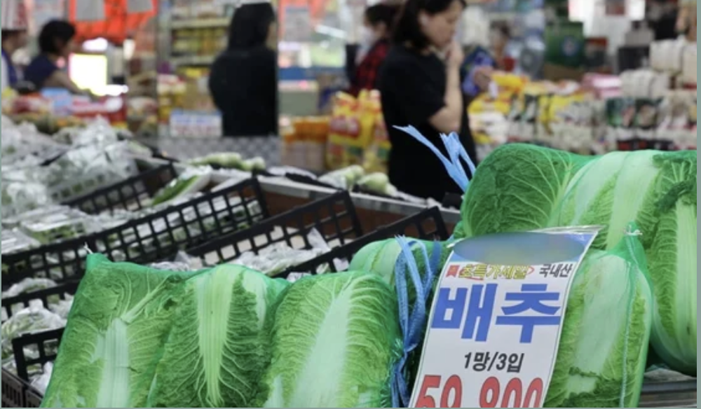 배추 가격 급상승 원인 2024년 배추 대란 대비 방법