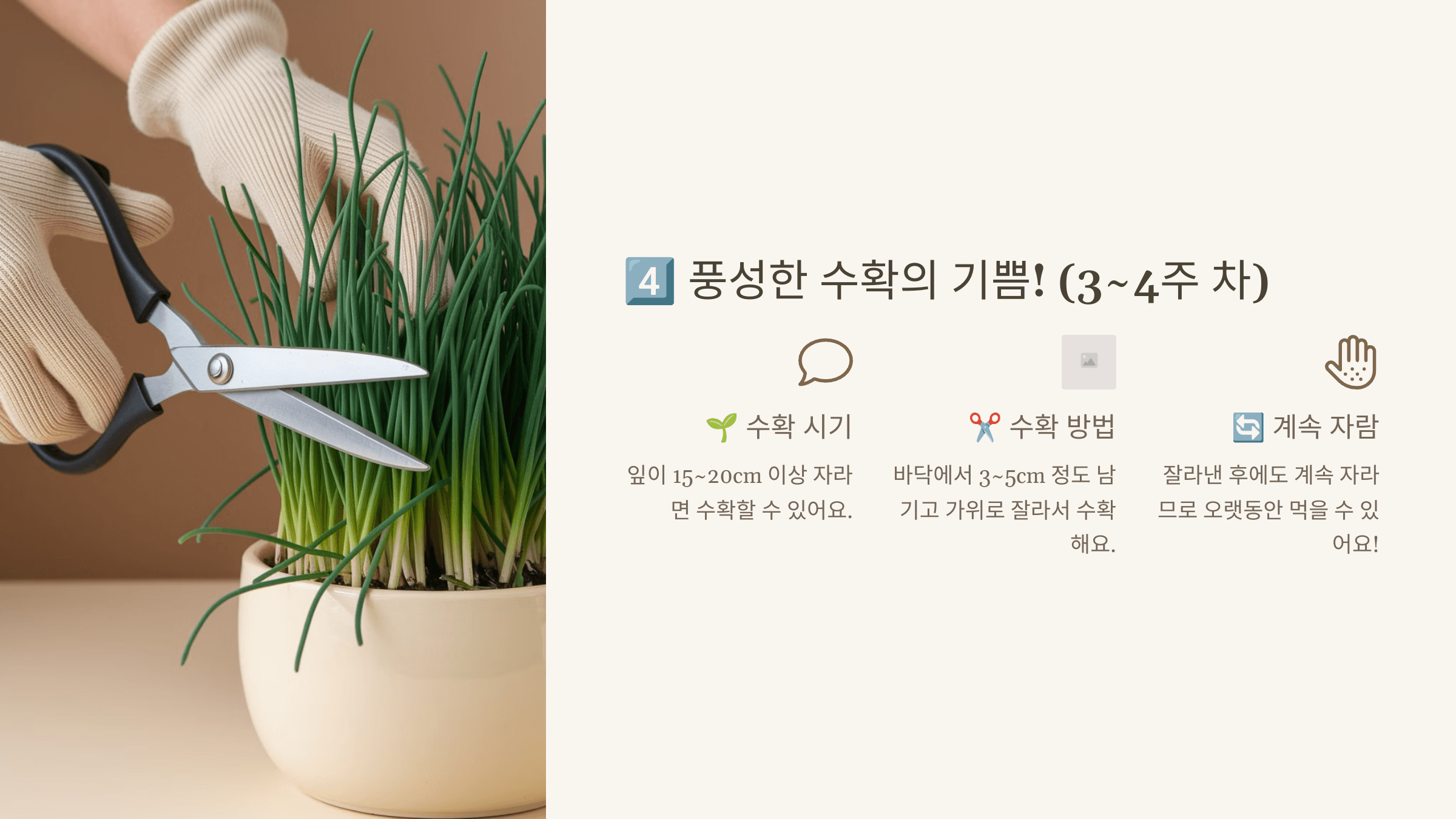 수확하기 (3~4주 차)