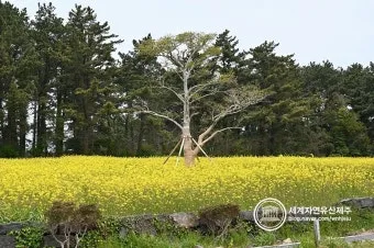 제주 항파두리 유적지 역사 공부 겸 산책코스 소개_24