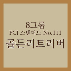 골든리트리버_썸네일