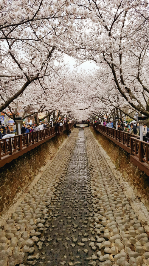 진해 군항제