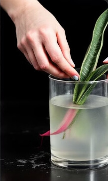 산세베리아 수경재배