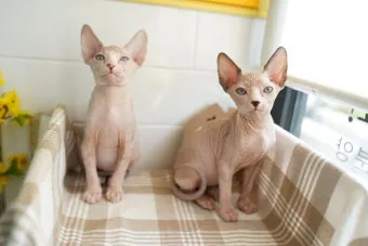 작은고양이 쪼꼬미 냥이 매력 탐구 귀여움 분석_15