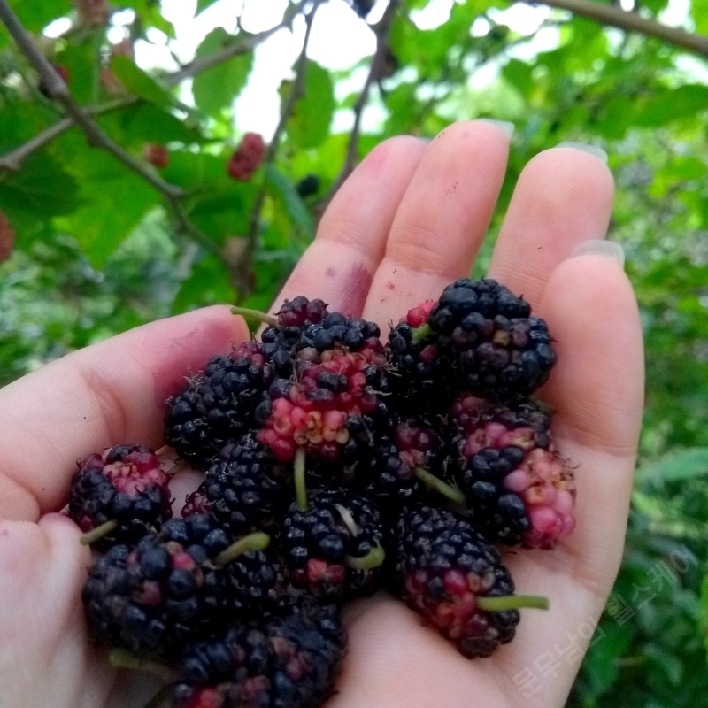 오디 효능 부작용