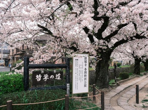 일본 벚꽃 여행지 추천 철학의 길 방문 최적기, 개화 예상시기, 가는방법