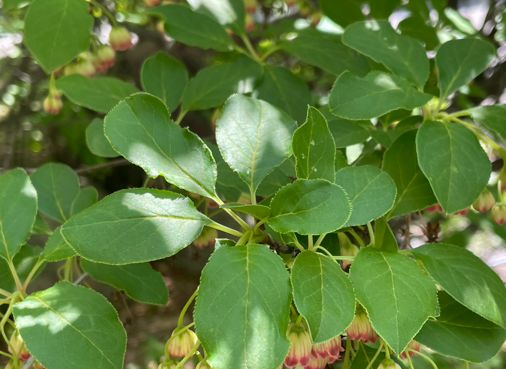 등대꽃나무 잎2