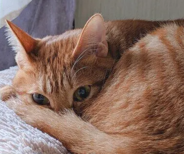 고양이도 갑자기 추워지면 몸이 안 좋아진다?