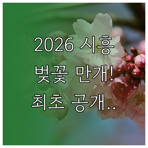 2026년 시흥 벚꽃 개화 시기 및 ..