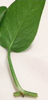 스킨답서스 가지치기