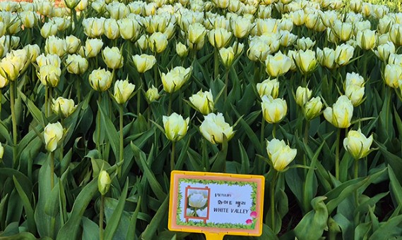 태안 튤립축제 기간 입장료 할인