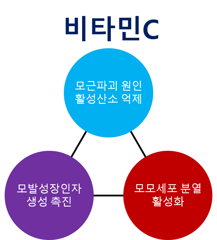 탈모두피