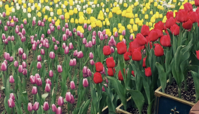 에버랜드 튤립축제 주차장