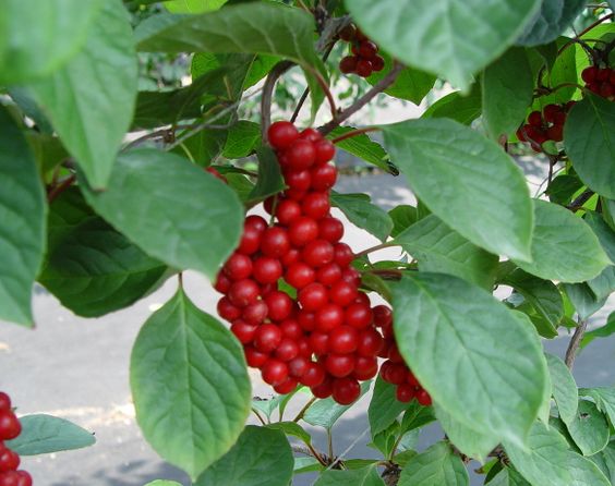 마른기침이 나는 이유 잔기침 마른기침이 오래갈때 멈추는 방법&amp;#44; 좋은음식