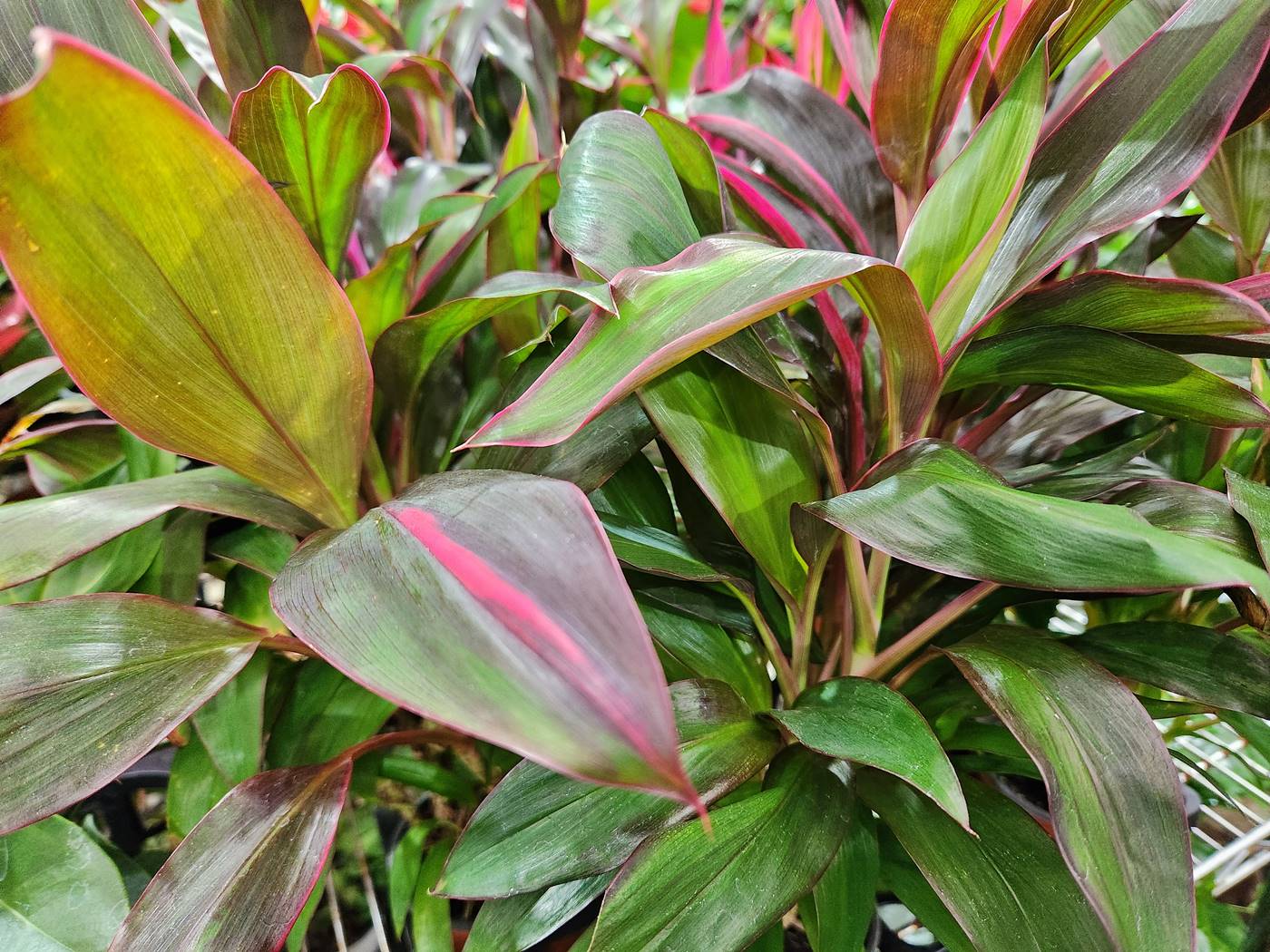 홍죽(코르딜리네 프루티코사)