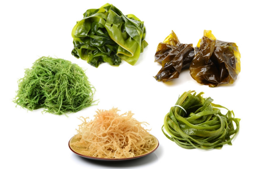 바다에서 채취를 한 미역, 다시마, 파래 등 해조류 5개를 하얀 바닥 위에 가지런히 놓아두고 찍은 사진