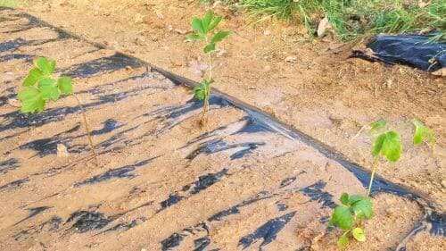 당귀-참당귀-재배-모종심기-밑거름주기-모종-심는방법-정식방법