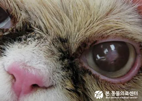 고양이 주요 눈 질환 7가지 증상 원인 치료법_1