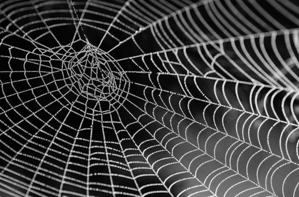 거미를 무서워하는 사람과 그렇지 않은 사람의 차이는 어디서 생길까