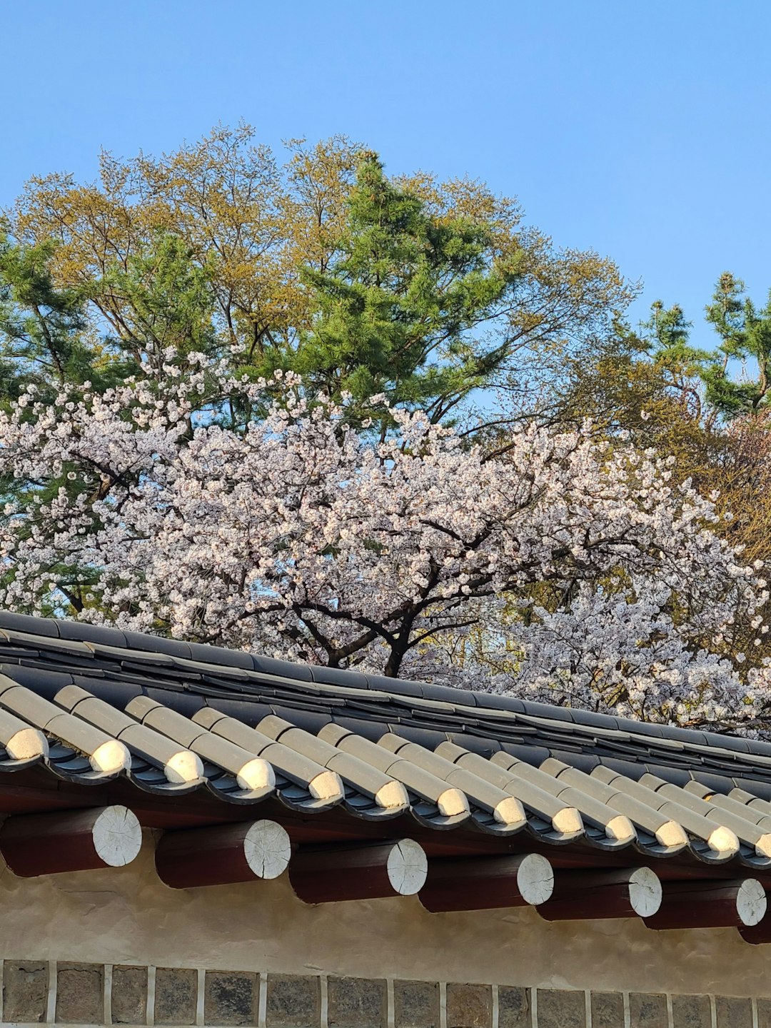 2024 서울 벚꽃명소 개화시기