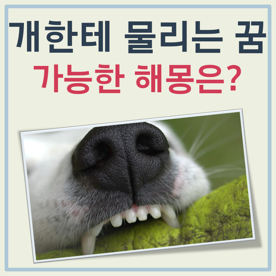 개한테 물리는 꿈 해몽