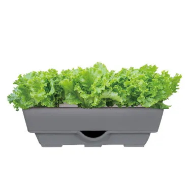 베란다 상자텃밭 상추 루꼴라 방울토마토 허브 모음 재배_16